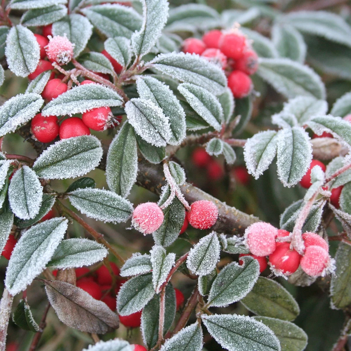 cotoneaster covered in frost