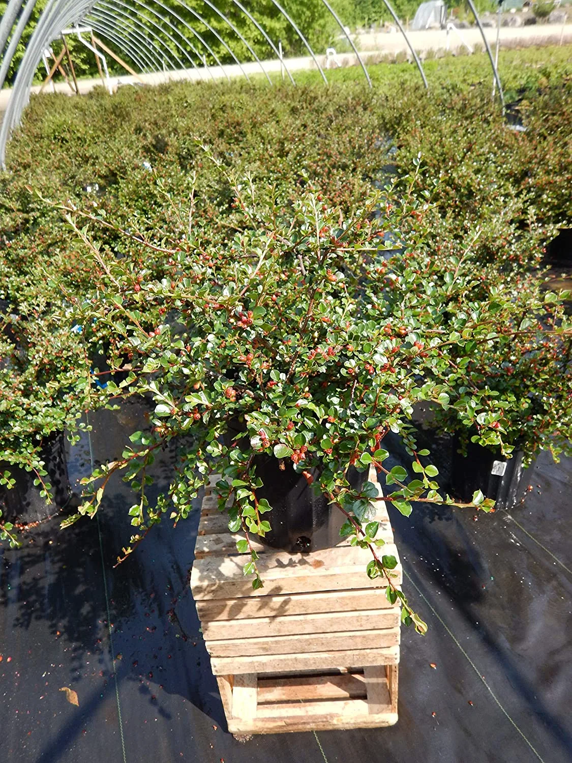 cotoneaster plants in nursery