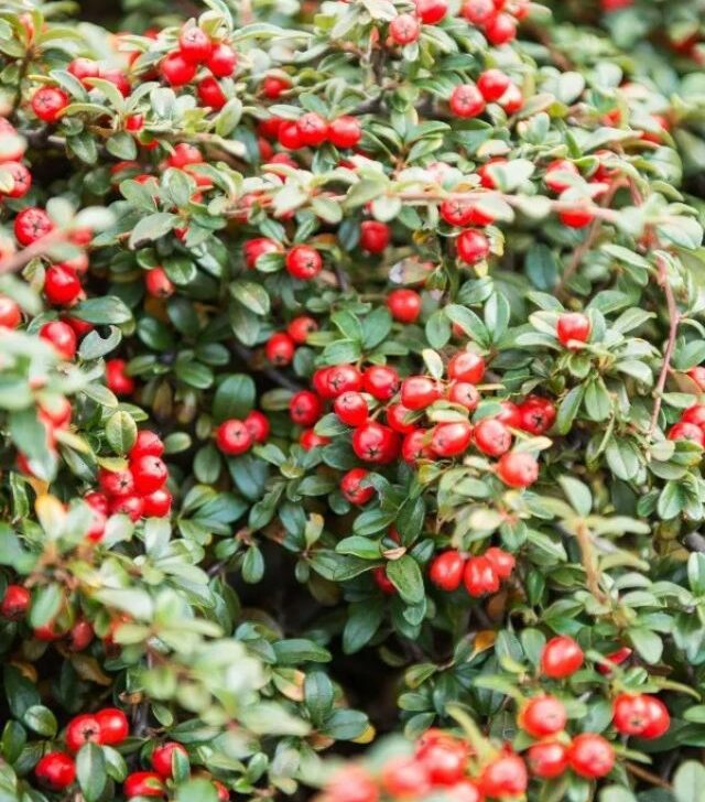 closeup of cotoneaster with red berries and green leaves