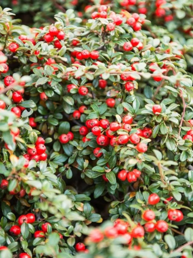 GROWING COTONEASTER IN YOUR GARDEN - growhappierplants.com