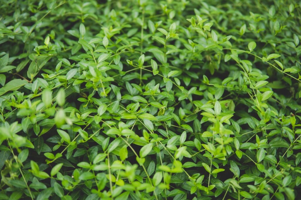 How to Grow Creeping Myrtle (Vinca Minor)
