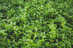 How to Grow Creeping Myrtle (Vinca Minor) - growhappierplants.com