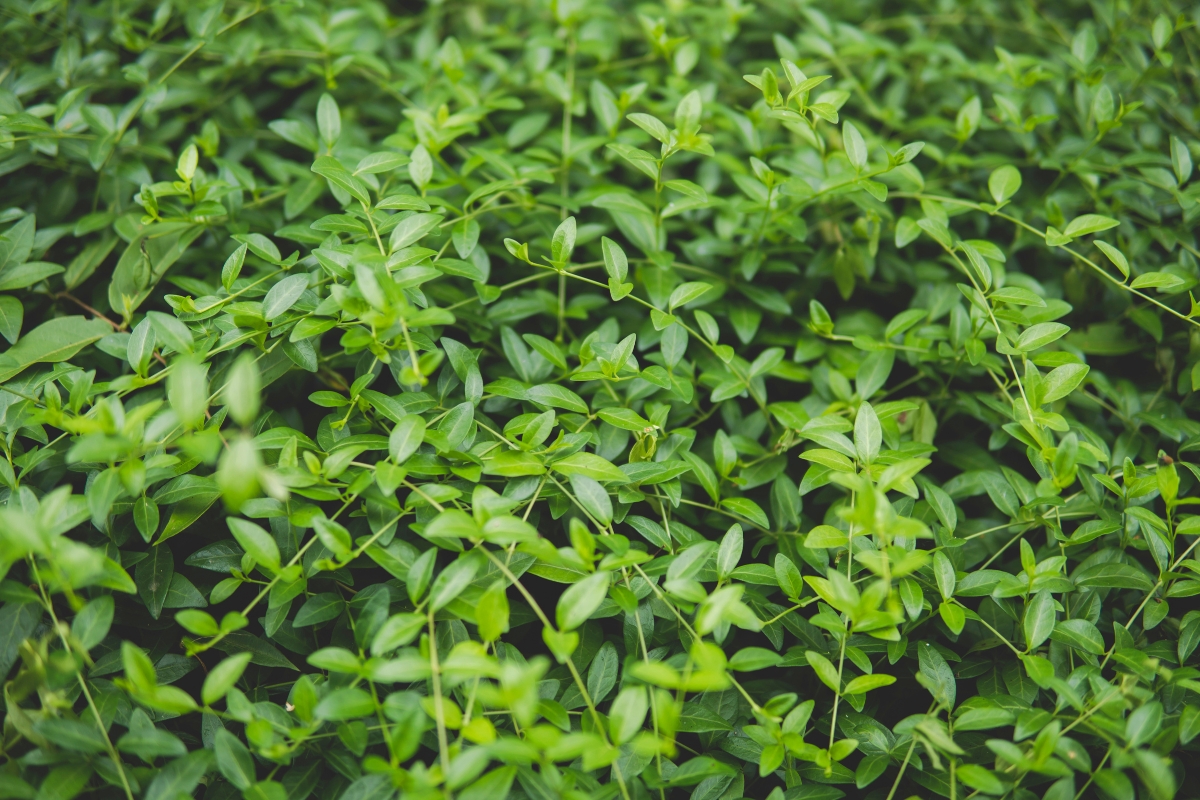 creeping myrtle after blooming