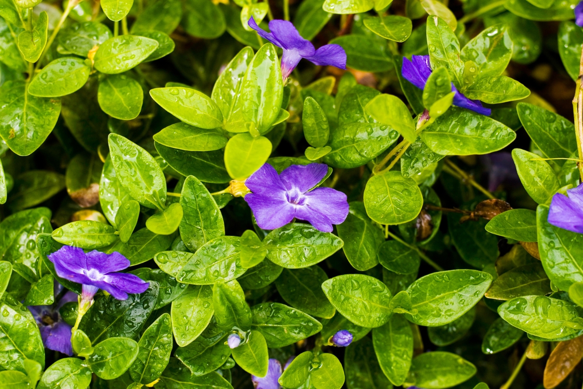 creeping myrtle plant after watering