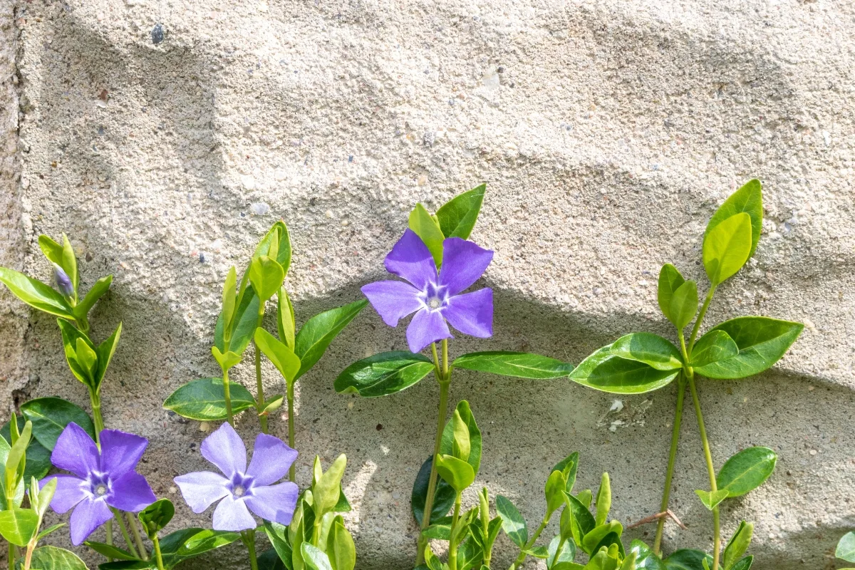 creeping myrtle growing up wall