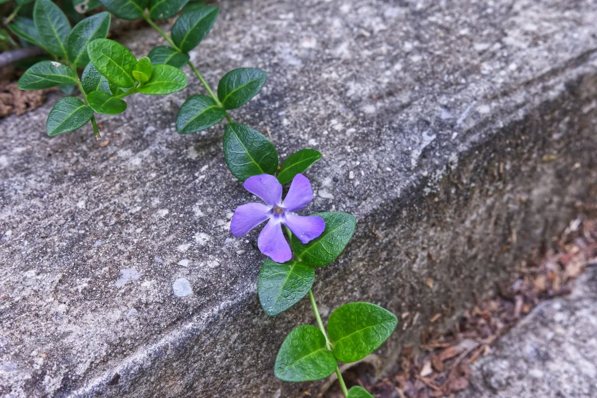 vinca minor spilling over concrete border