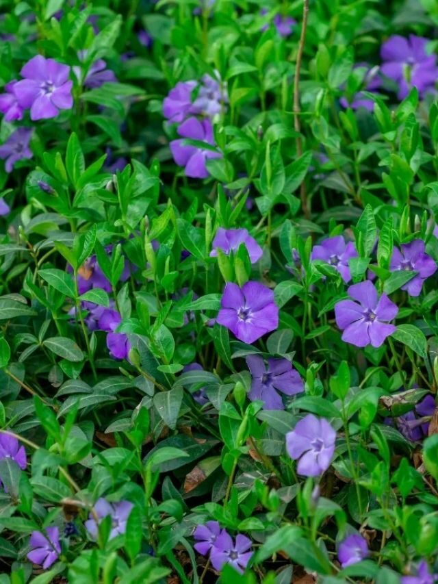HOW TO CARE FOR CREEPING MYRTLE