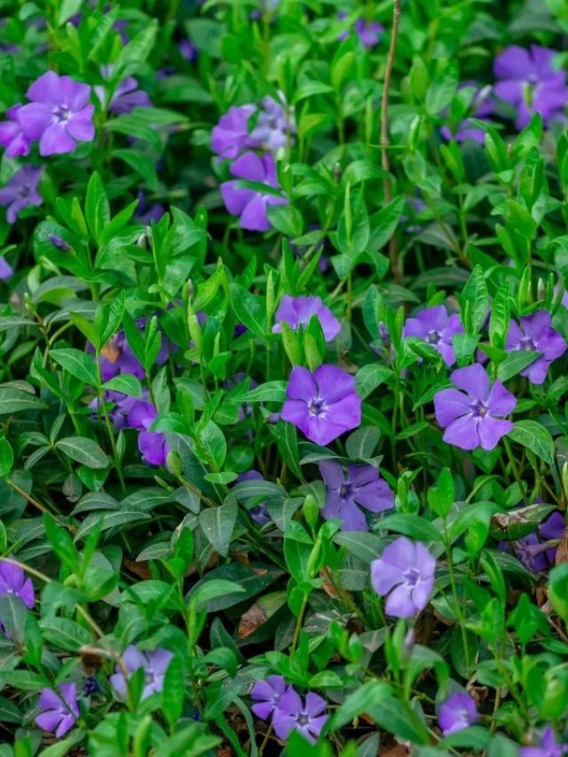 HOW TO CARE FOR CREEPING MYRTLE - growhappierplants.com