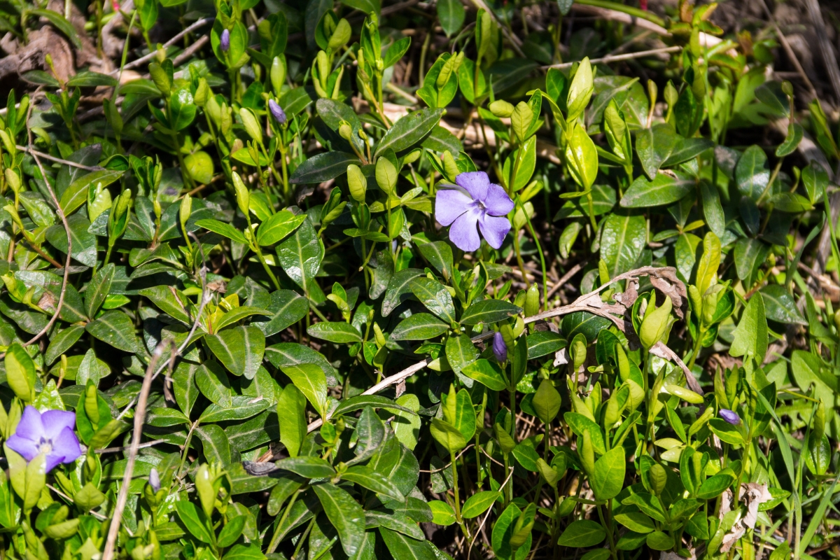 vinca minor suppressing weeds in shady area of the garden