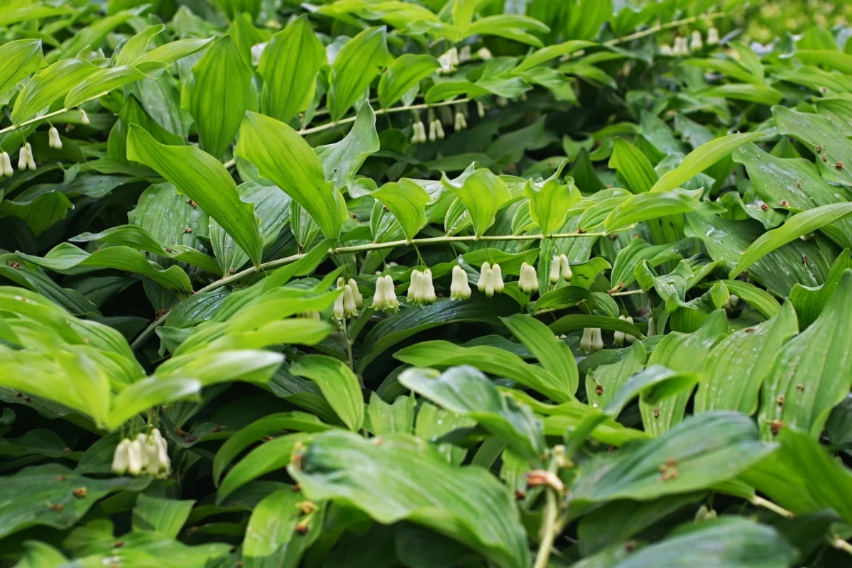 dense patch of solomon's seal