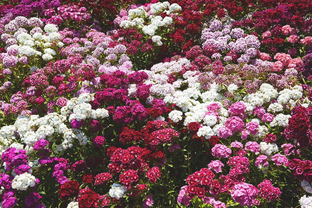 different colors of dianthus (carnations)
