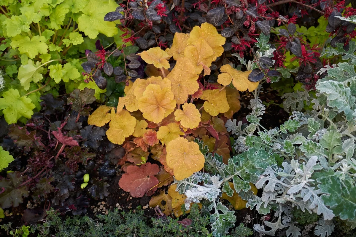 green, deep red and orange heuchera in the garden