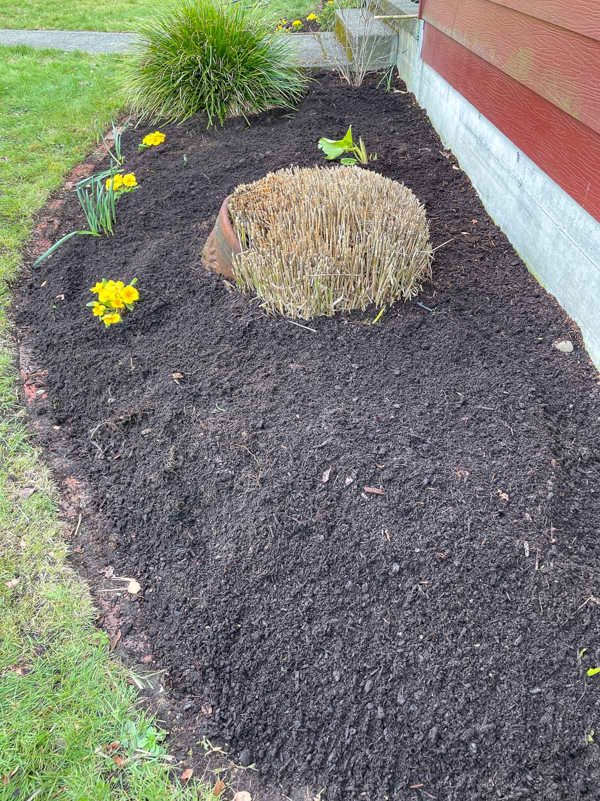 garden bed with cut back ornamental grass where lily of the valley will soon sprout