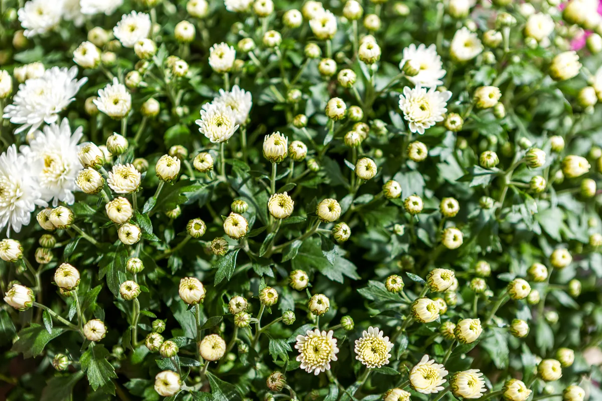 closed buds on white mum plant