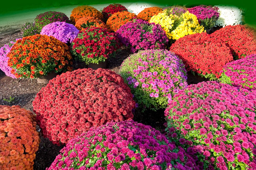 How to Grow Beautiful Fall Mums