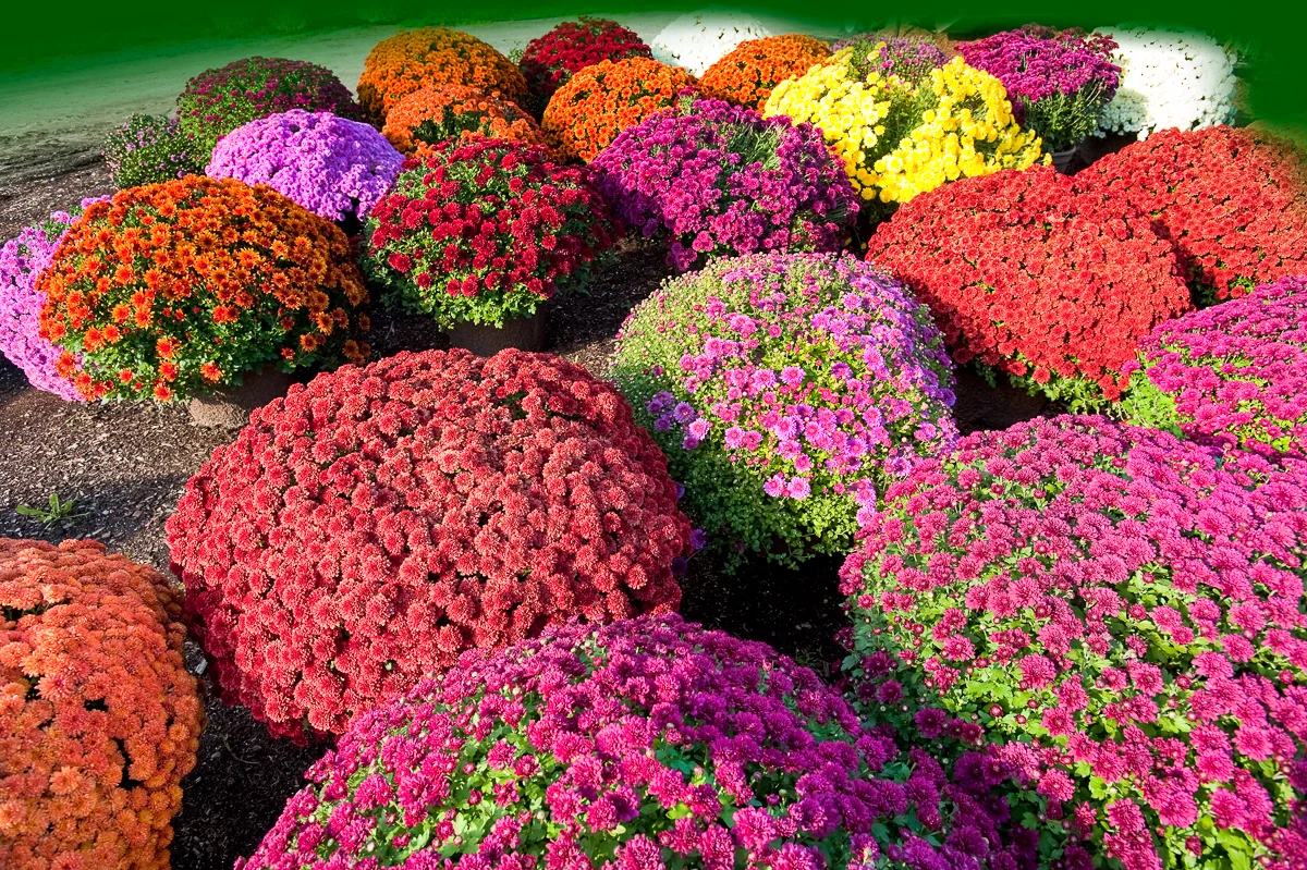various colors of mums growing in a garden landscape