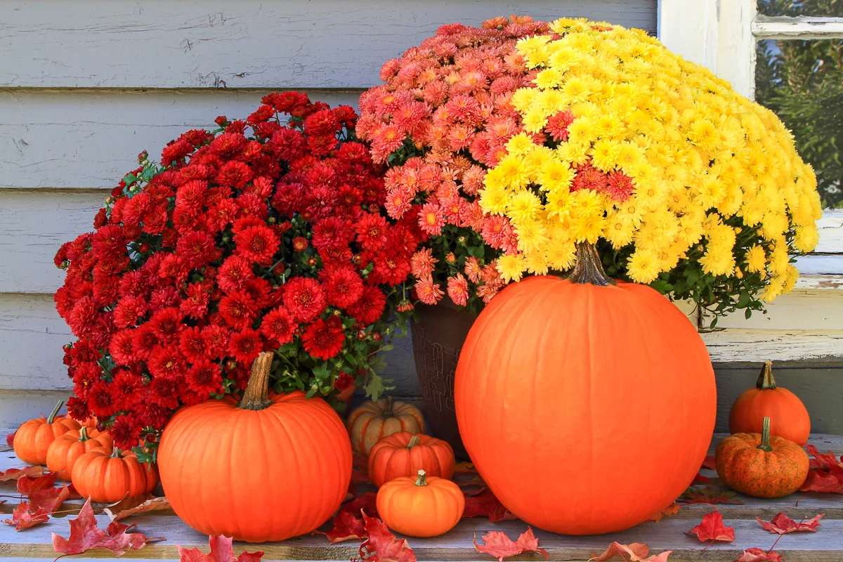 red, orange and yellow mums with orange pumpkins