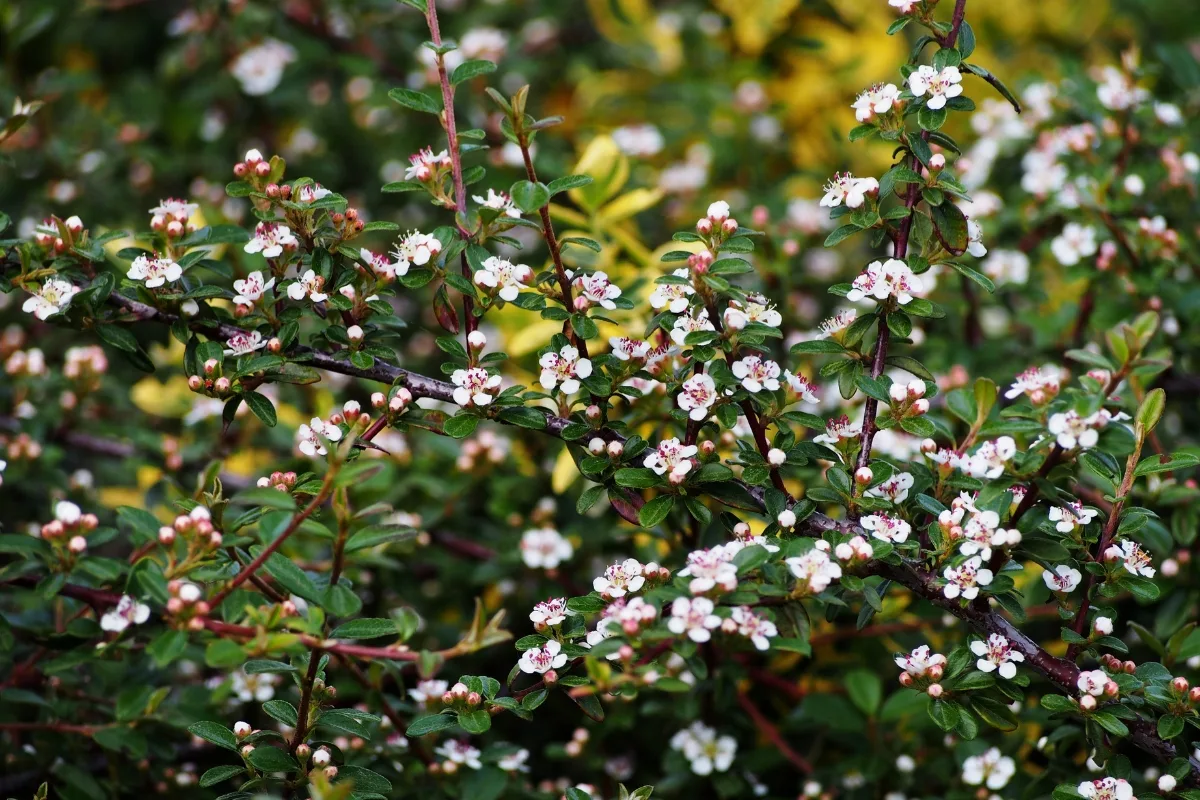 flowering cotoneaster