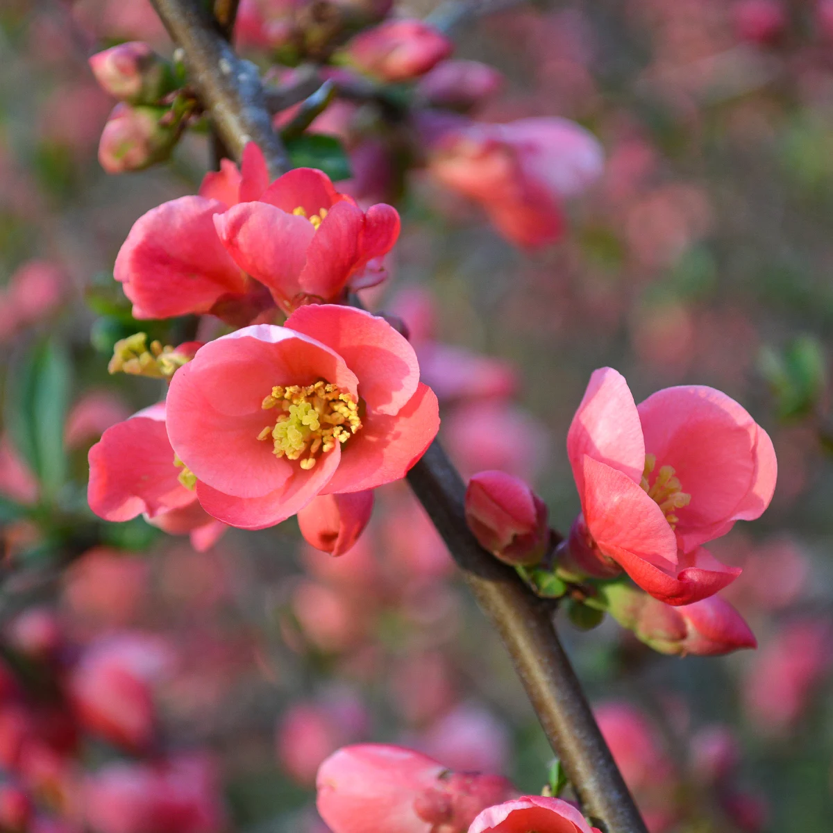 flowering quince branch in bloom
