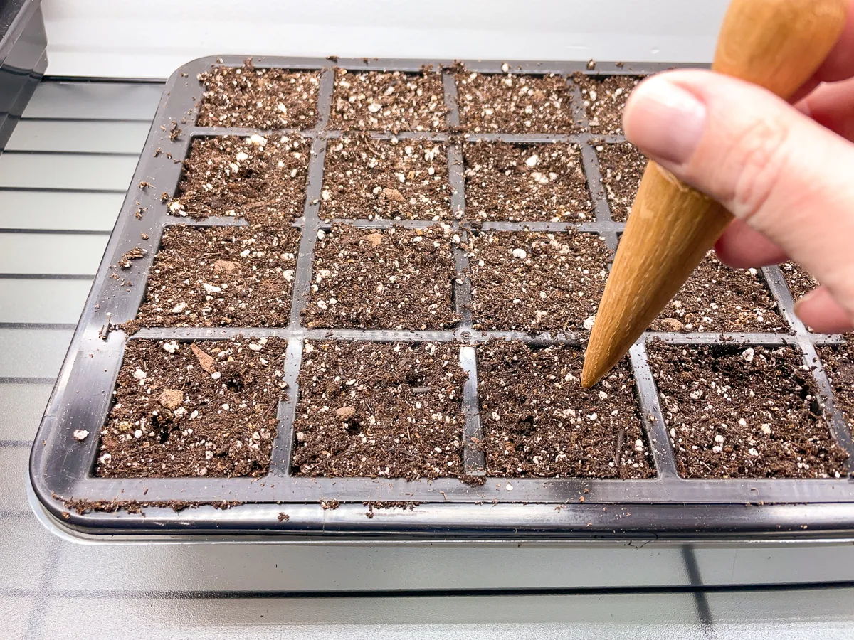 making seed holes with a wooden dibber