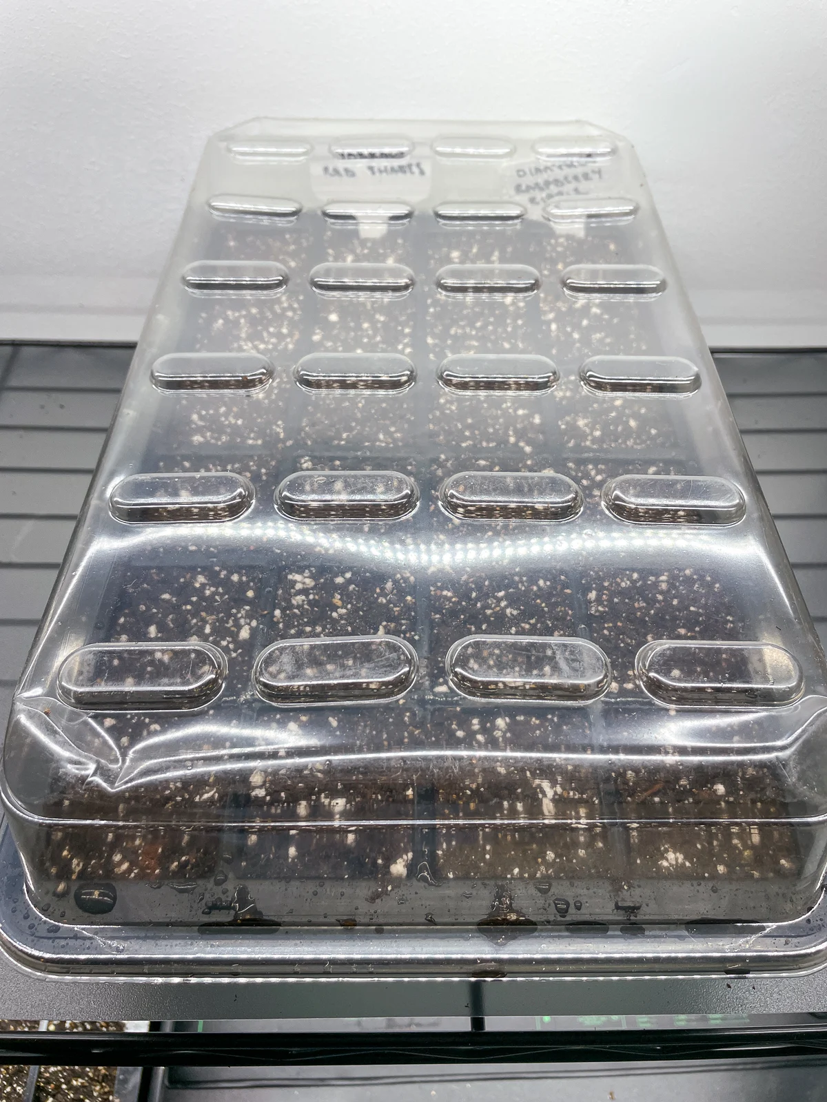 dianthus seeds in seed tray with humidity dome under grow lights