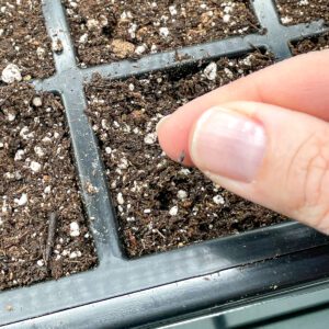 How to Grow Dianthus (Carnations) from Seed - growhappierplants.com