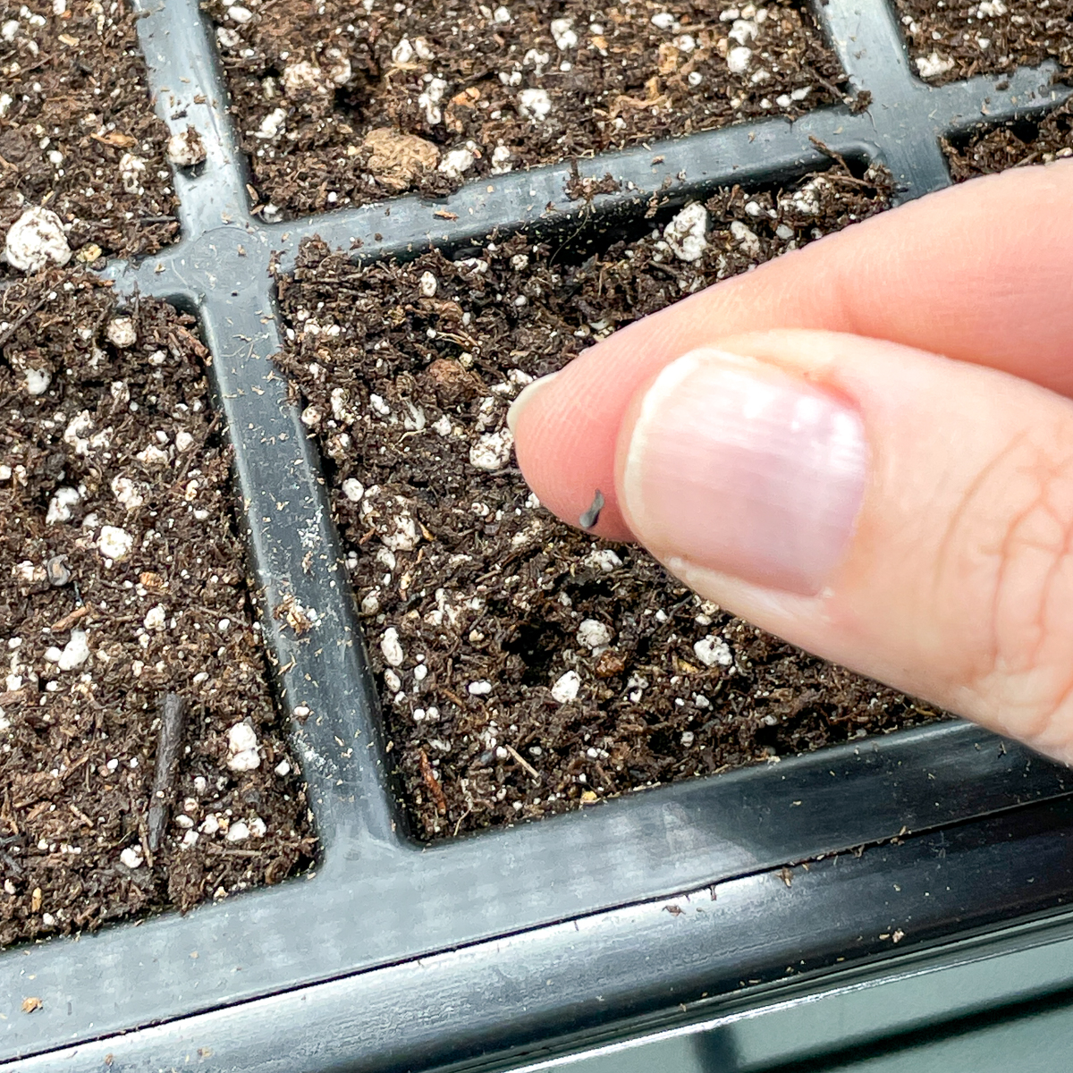 planting dianthus seed in seed tray