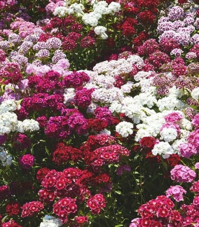 Dianthus in different colors in a garden