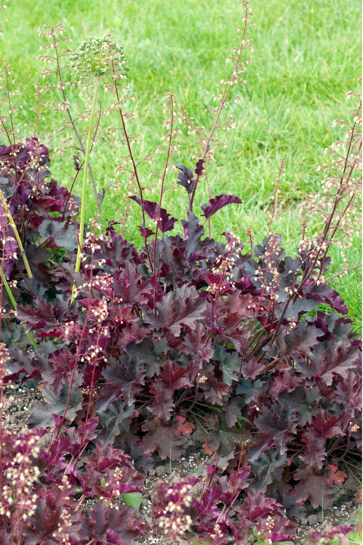 dark red heuchera along garden border with lawn