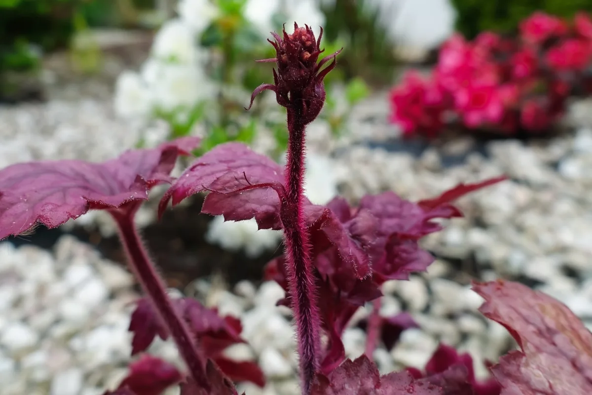 red heuchera flower stalk