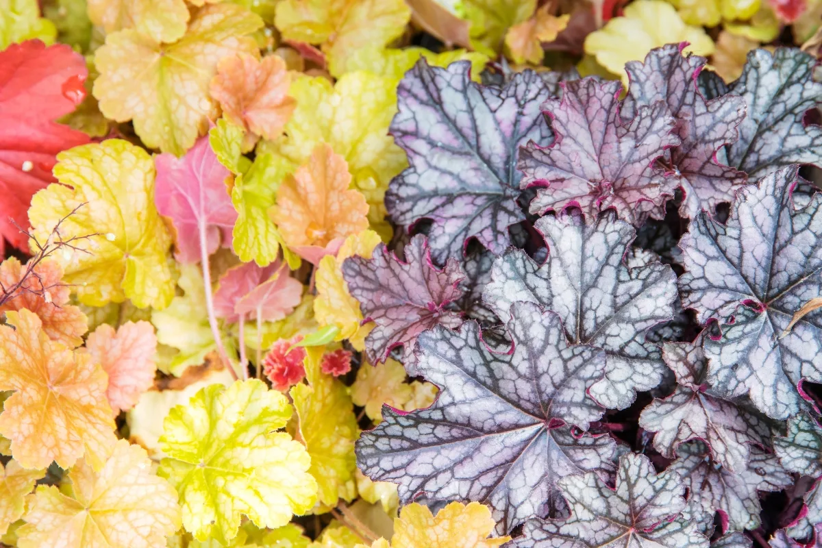 heuchera foliage colors ranging from bright yellow to deep purple