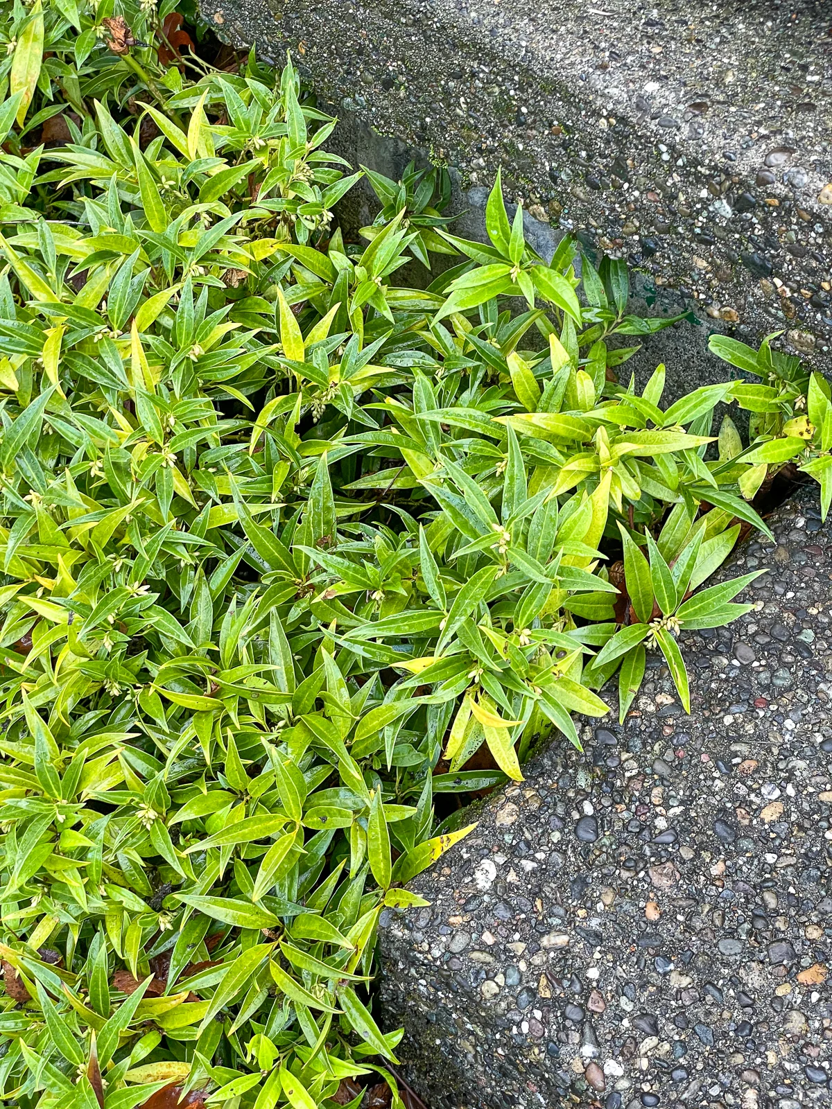 himalayan sweetbox planted in corner of concrete patio