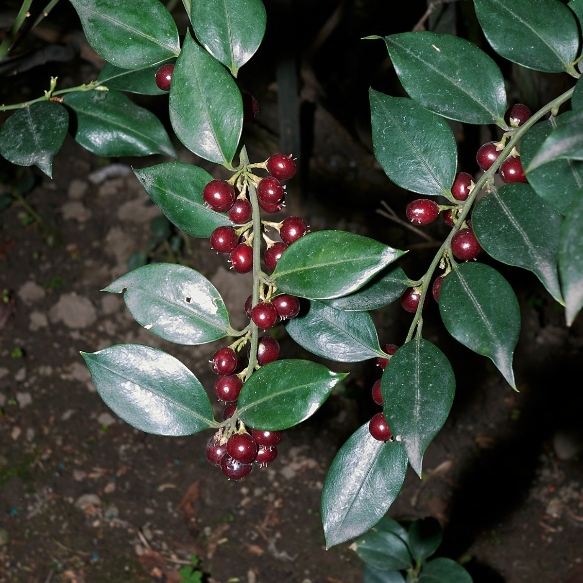 Himalayan sweetbox red berries