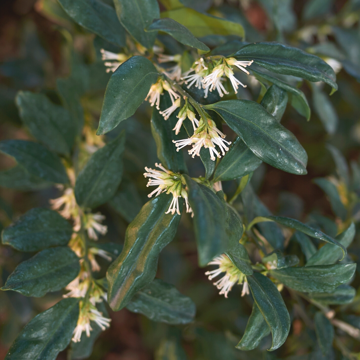 Himalayan Sweet Box Growing Info And Tips Growhappierplants