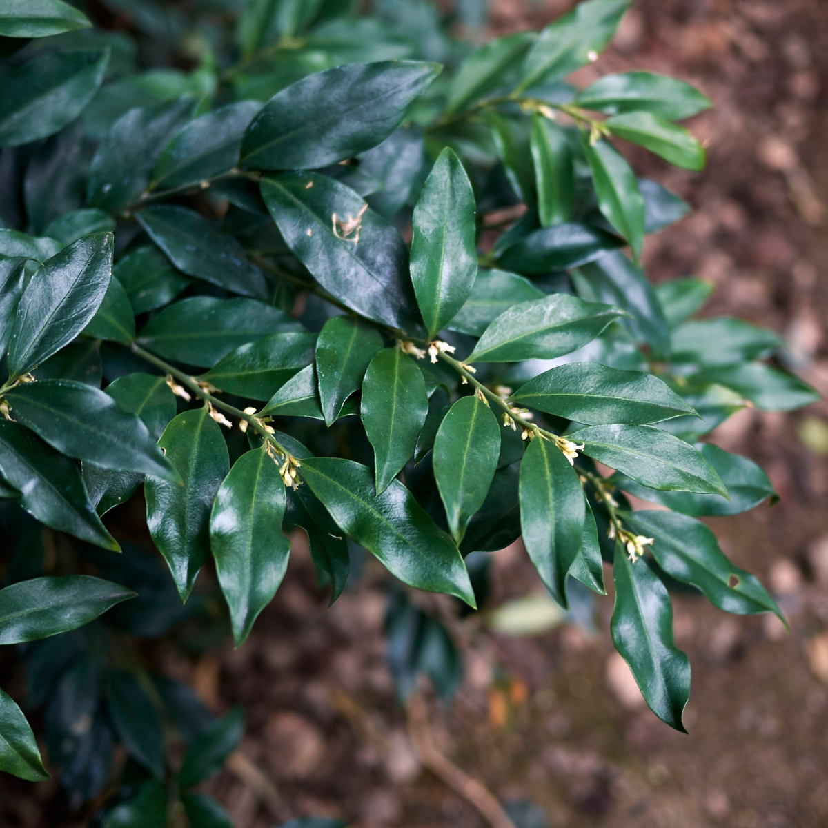 Himalayan sweet box leaves and buds