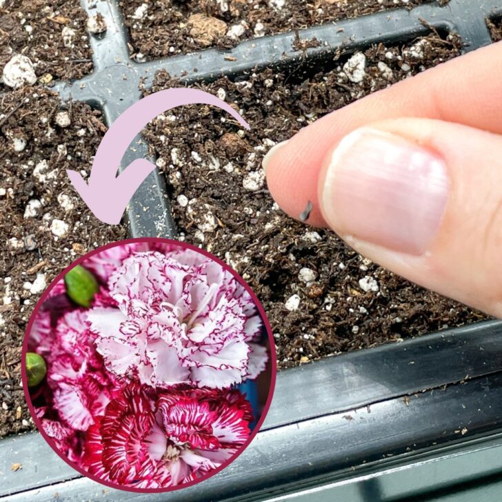 planting dianthus seeds with overlay image of dianthus flowers