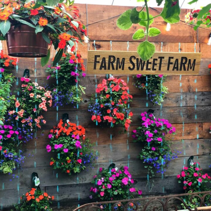 How to Grow and Care for Impatiens - growhappierplants.com