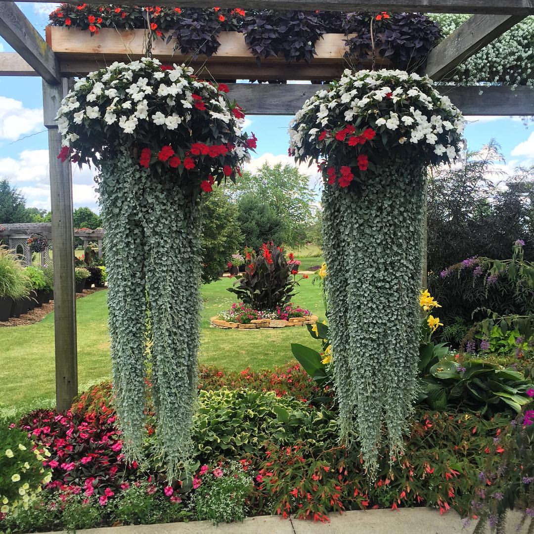 white and red impatiens in hanging baskets under arbor with dichondra cascading down