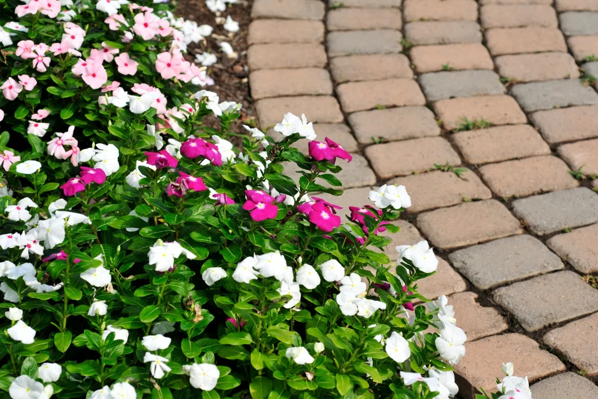 white and pink impatiens along brick border