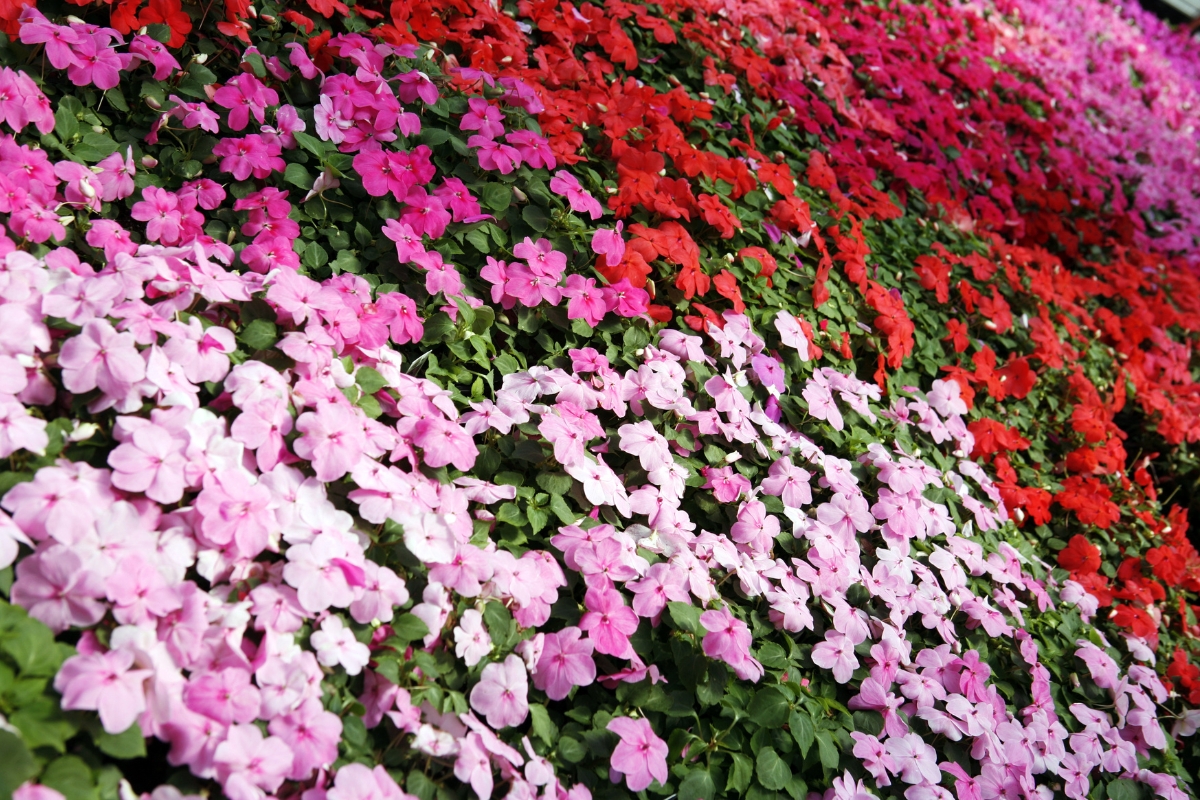 pink and red impatiens