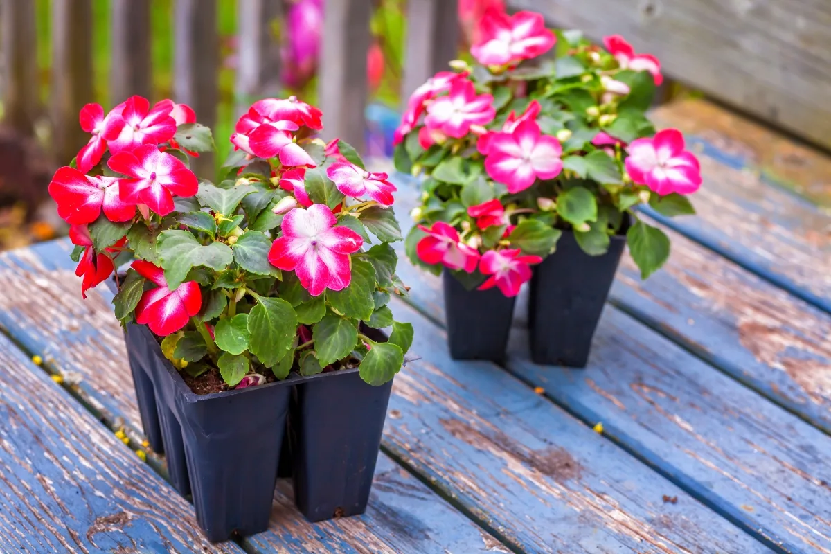 pink and white impatiens in nursery containers