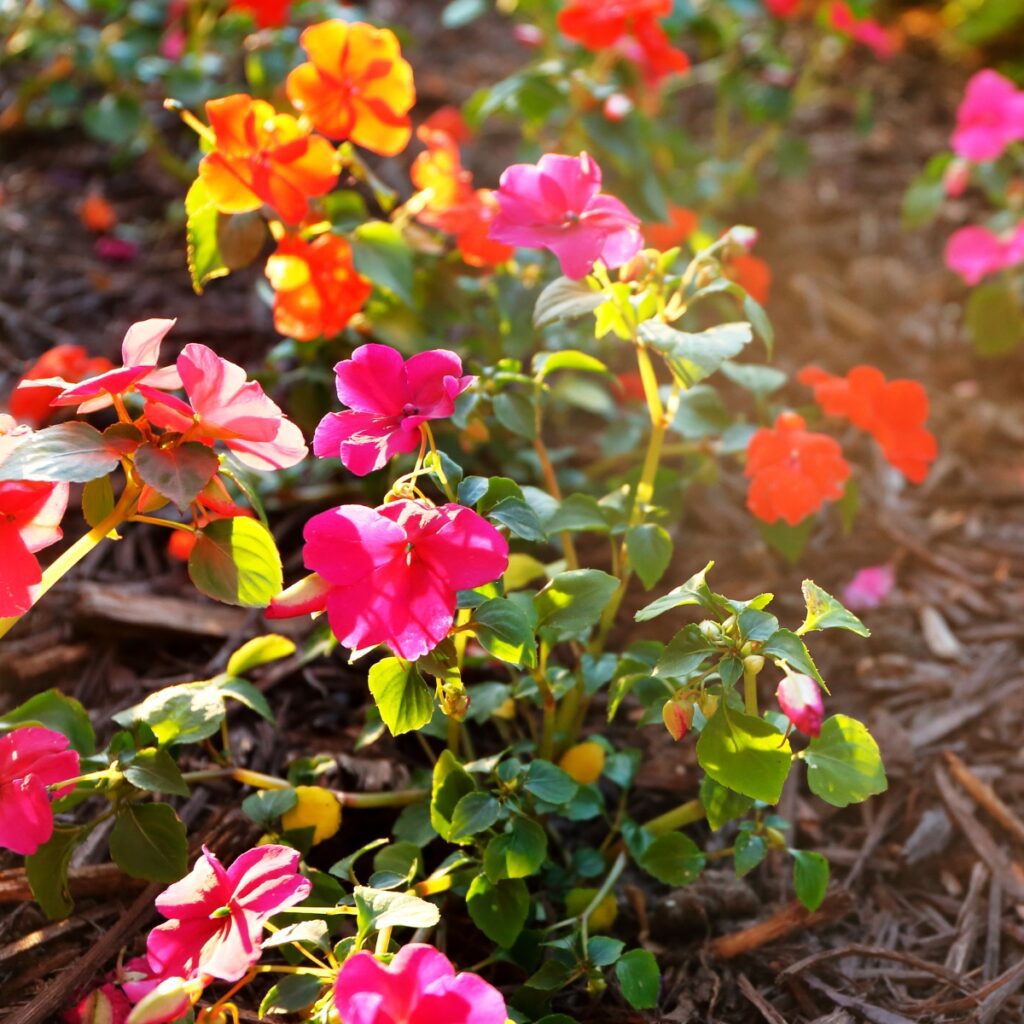 How to Grow and Care for Impatiens