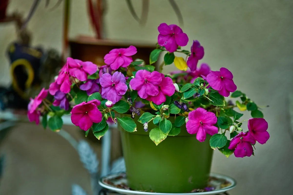 purple impatiens in green pot