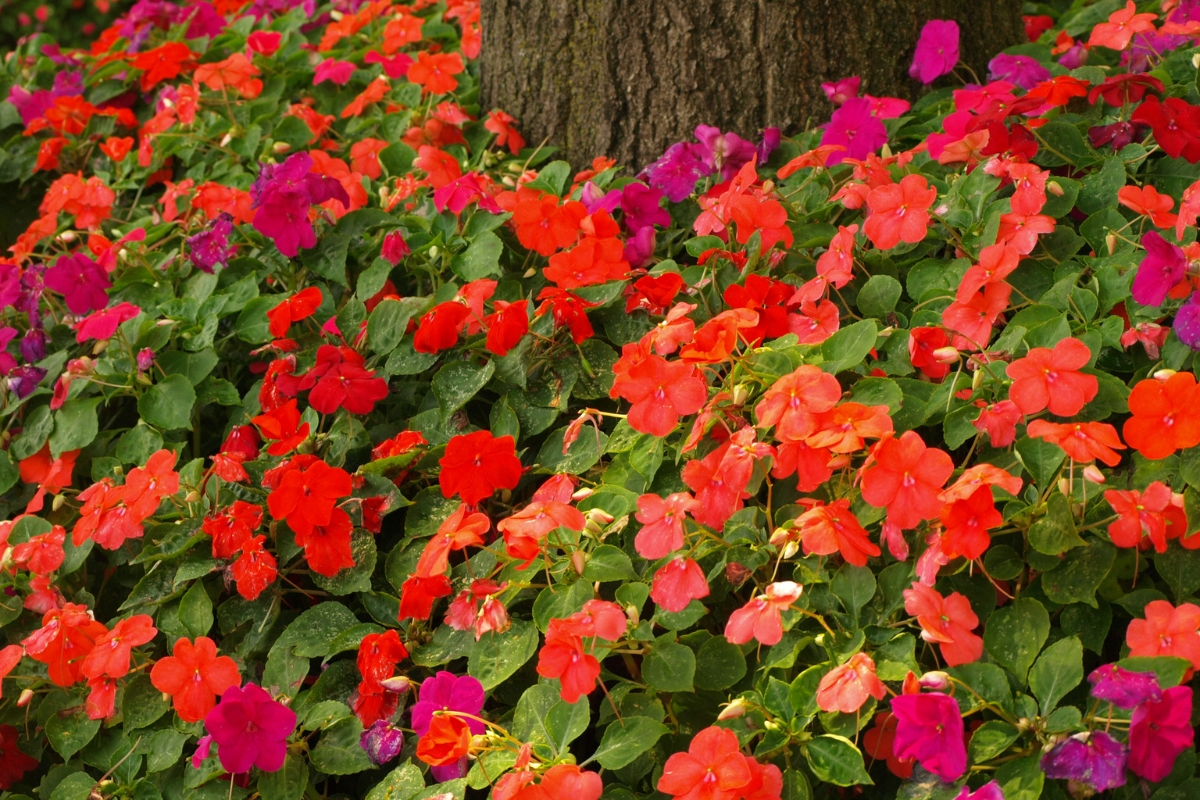 red impatiens growing in shade under tree