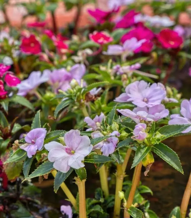 closeup image of impatiens