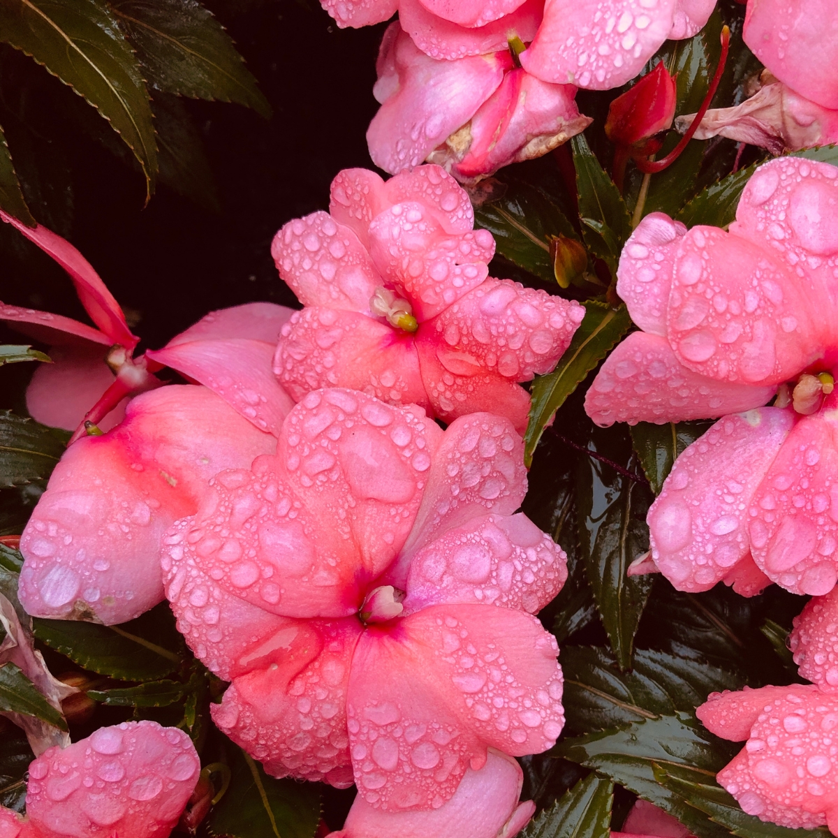 pink impatiens covered with water droplets