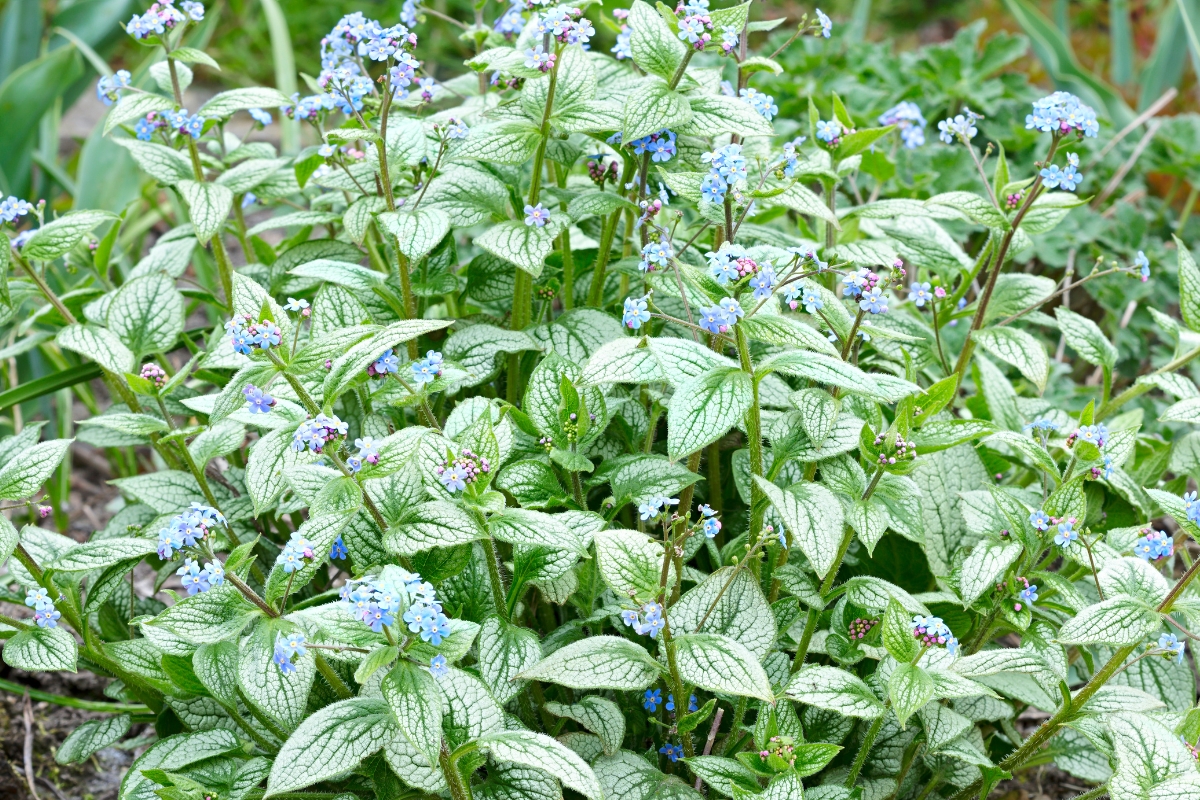 large group of brunnera in bloom
