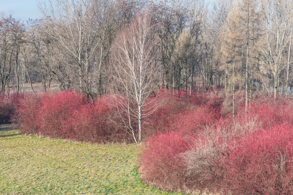 large group of red twig dogwoods along edge of forest