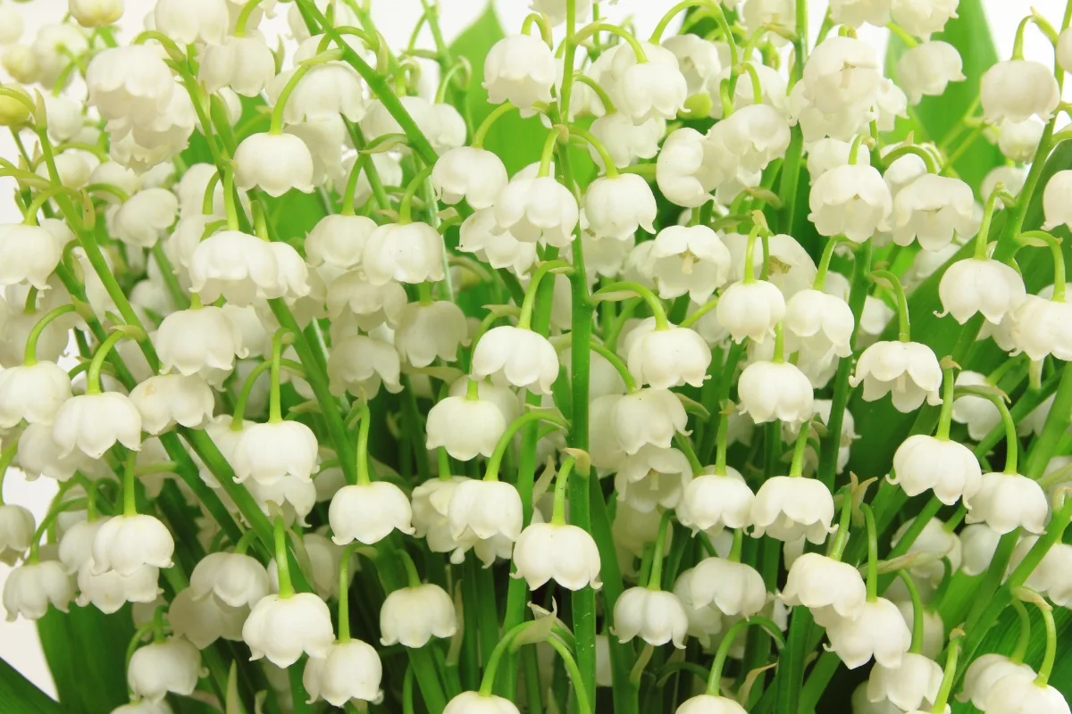 Lily of the Valley Roots, Spring Flower Bulbs