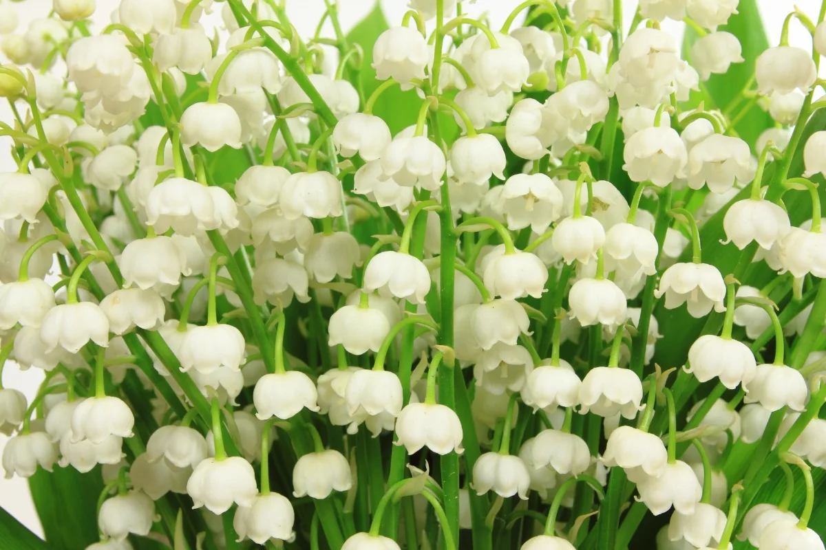 Grow Lily-of-the-Valley Flowers